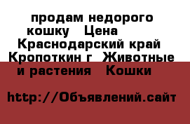 продам недорого кошку › Цена ­ 300 - Краснодарский край, Кропоткин г. Животные и растения » Кошки   